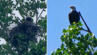 2 baby bald eagles spotted in nest at White Rock Lake