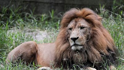 Día Mundial del León