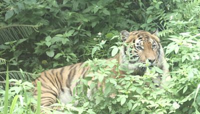 台北市立動物園添新成員 全球保育馬來虎亮相