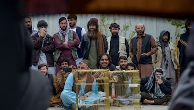 Whistles at dawn: birdsong duels enthral Afghans