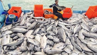 墾丁豐收9公噸「牛港鰺」潛客嘆可惜 漁民：合法捕撈 - 生活