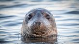 Marine Center Shares Day in the Life of a Sea Lion and It’s Too Cute