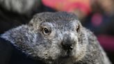 Punxsutawney Phil and his wife had BABY GROUNDHOGS!