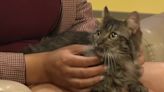 Capital Humane Society offers special adoption rate for cats during Adopt-A-Cat month