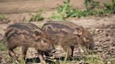 Meet Blank Park Zoo's newest animals — including a trio of piglets