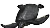 Descubren en España los fósiles de una tortuga marina del tamaño de un automóvil