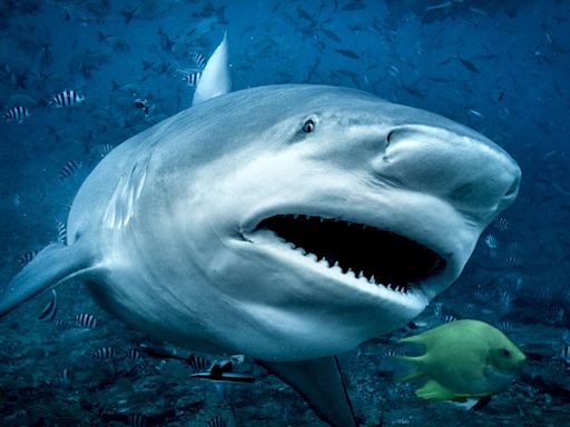 Sharks Sometimes Have Belly Buttons and 5 More Facts to Celebrate Shark Awareness Day