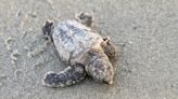 Biologist Goes for a Walk on the Beach at the Exact Moment a Nest of Baby Sea Turtles Hatches