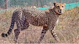 MP: Cheetahs Receive Special Ointment Treatment To Prevent Deadly Infection By Lemuel Lall At Kuno National Park