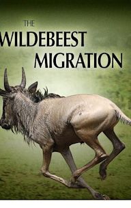 The Wildebeest Migration: Nature's Greatest Journey