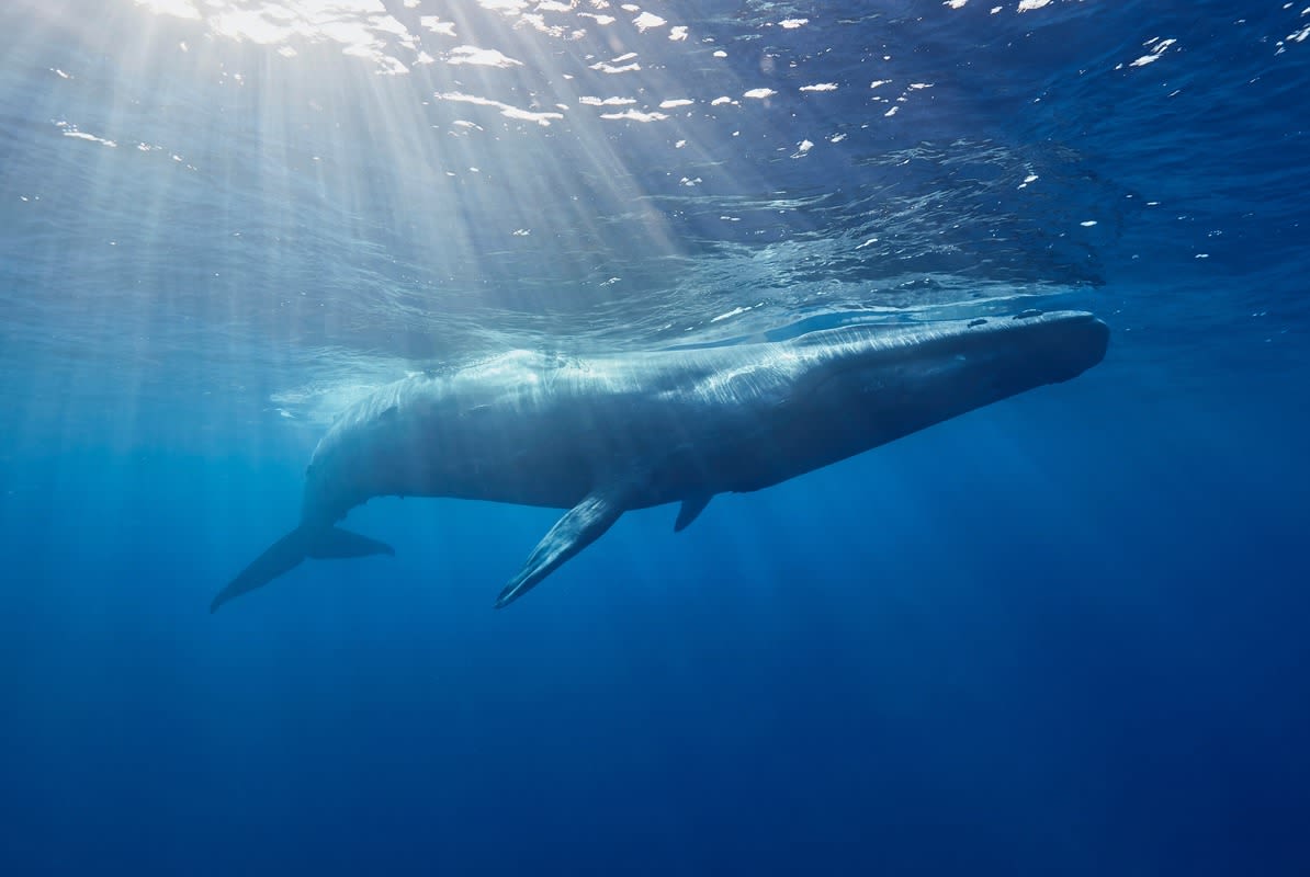 Stunning Video Shows Lucky Diver Swimming Next to Blue Whale in Maldives