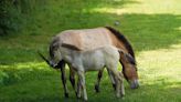 Zoo celebrates arrival of rare foals whose breed was extinct in the wild for 40 years