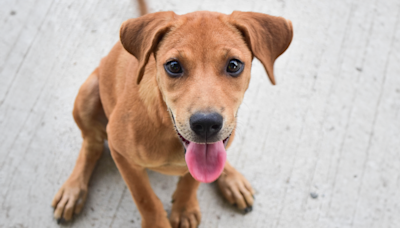 Moment Foster Chihuahua Mix Conquers Fear of Stairs Is Full of Love and Joy