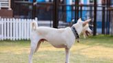 Picnic for Three-Legged Dogs in San Francisco Breaks Records and Steals Hearts All Over