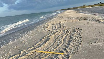 Sea turtle nesting season: First leatherback nest found on Sanibel in four years