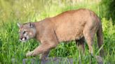 Man killed, brother injured in mountain lion attack in Northern California foothills