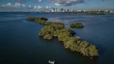 A la venta isla virgen en la Bahía de Biscayne. ¿Será un hogar para aves o para multimillonarios?