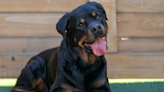 People Can’t Get Enough of Rottweiler Finding His Doggy ‘Mini Me'