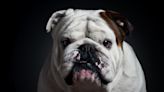 English Bulldog Refuses to Speak to Mom After She Won’t Serve Second Breakfast