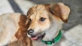 Golden Retriever-German Shepherd Mix Puppy Couldn't Be Any More Precious