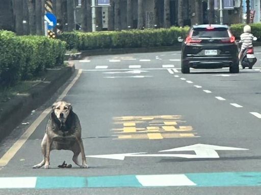 檢舉魔人快來！內線車道違規「逆向行屎」 牠呈蹲姿神情無辜全網笑翻