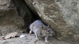 ‘Perfect rat storm’: Ontario cities seek ways to fight increasingly visible rats | Globalnews.ca