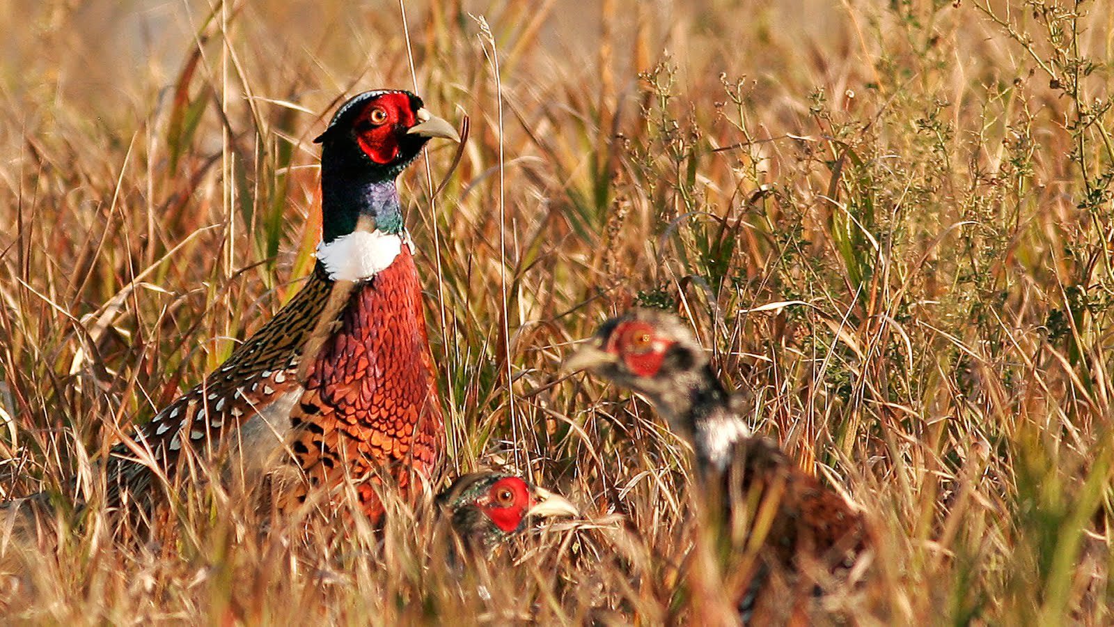 North Dakota upland game bird harvests increase in 2023, according to Game and Fish