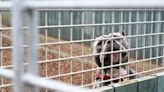 UK in ‘Animal Welfare Crisis’ Says Dogs Trust