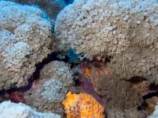 Puerto Rico declara emergencia ambiental por especie invasora que afecta los corales marinos