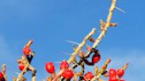 Desert Christmas cacti provide holiday color