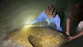 Sarasota teen lands huge Goliath grouper; Braden River alum nominated for College Emmy