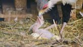 Endangered secretary bird born at Longleat