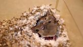 Some mice have a cheating heart. It’s a hormonal thing, scientists find.