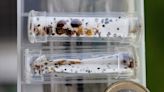 Paris is battling an infestation of bloodsucking bedbugs on trains and in movie theaters as the city gets ready to host the 2024 Olympics