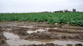 Farmer confidence at all-time low as 82% hit by wet weather, unions warn