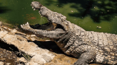 Remains of missing 12-year-old child found after suspected crocodile attack - Times of India