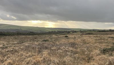 Atlantic forest restoration to begin in Pembrokeshire