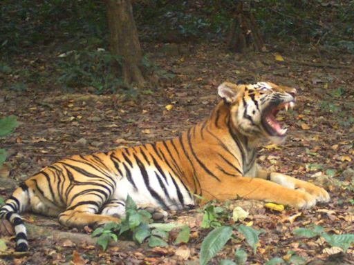 Tigers are disappearing from Southeast Asia. A forest in Thailand is offering new hope