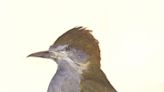 Nature Journal: Great crested flycatchers return after being absent for many years