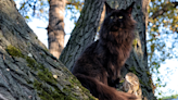 17-Month-Old Maine Coon Cat Is So Big People Are Mind-Blown