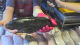 石斑魚出貨旺季到 專家教你怎麼挑石斑