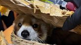 Endangered red panda among 87 animals rescued from luggage at Thailand airport