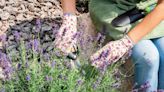 ‘Correct’ method and time to prune lavender for better and ‘fuller growth’