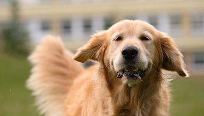 Golden Retriever's Sweet Welcome Home for Mom After Hospital Stay Is Melting Hearts