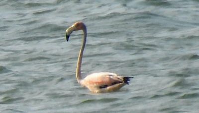 The famous Cape Cod flamingo appears to be back