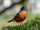 American robin