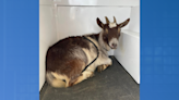 Stafford County Sheriff’s Office looking for owner of missing goat