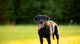 North Carolina Baseball Team's Black Labrador Is the Cutest Bat Retriever in the League