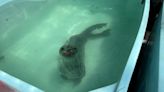 Mystic Aquarium welcomes new rescue seal