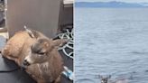 Alaska State Troopers Rescue Two Swimming Deer Found Stranded in the Water Miles from Shore